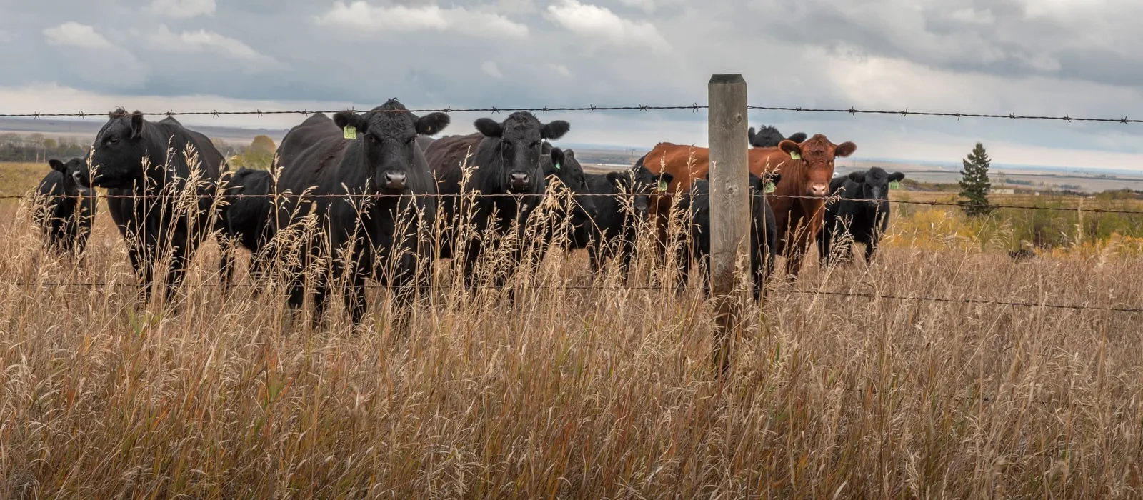 Cattle grazing on an open pasture