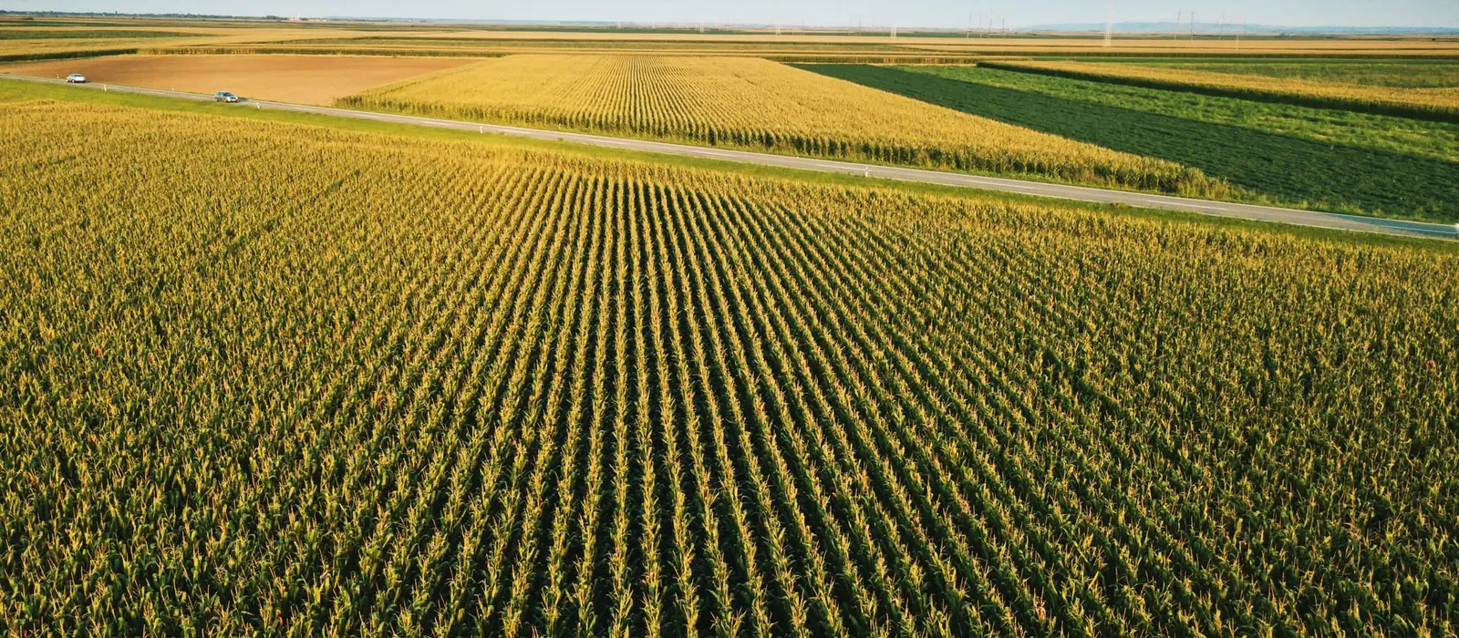 Aerial view of a cultivated corn field