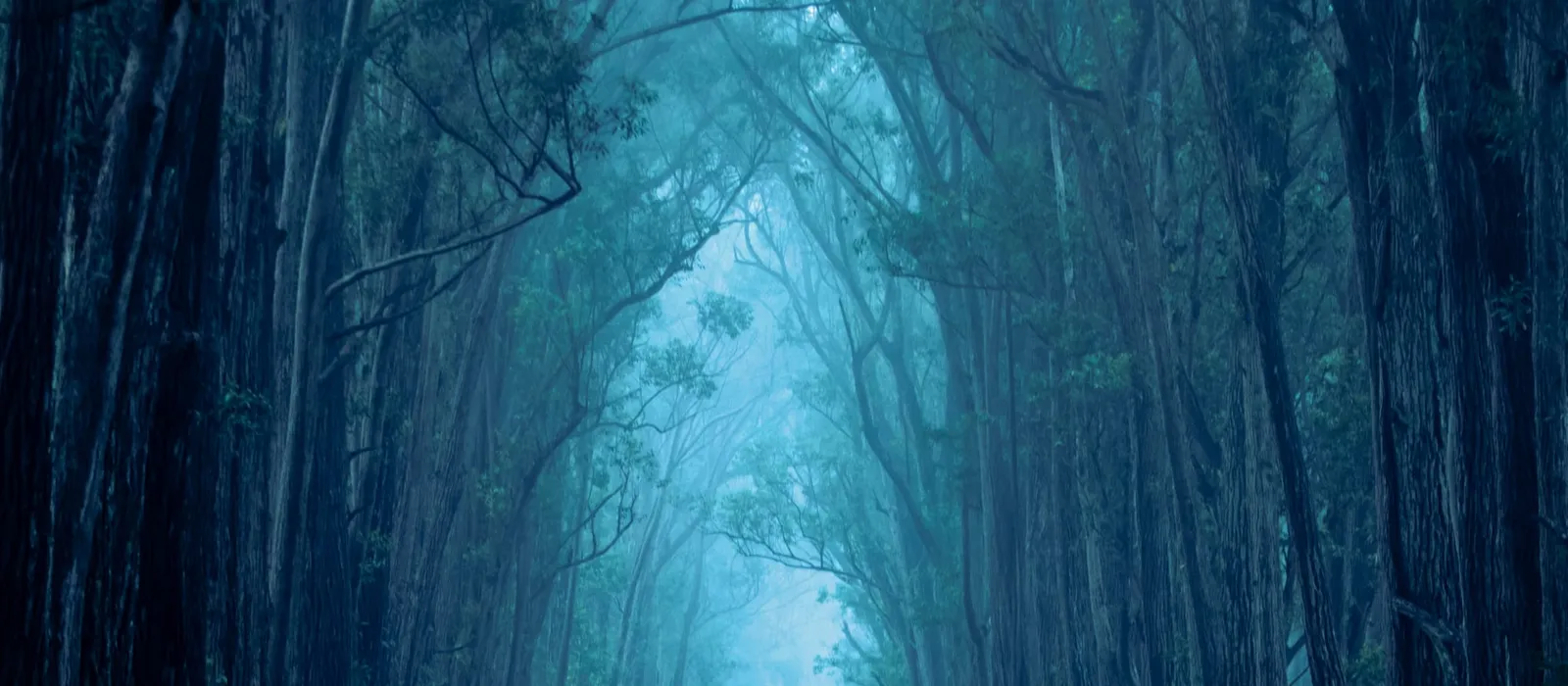 Path through a misty forest