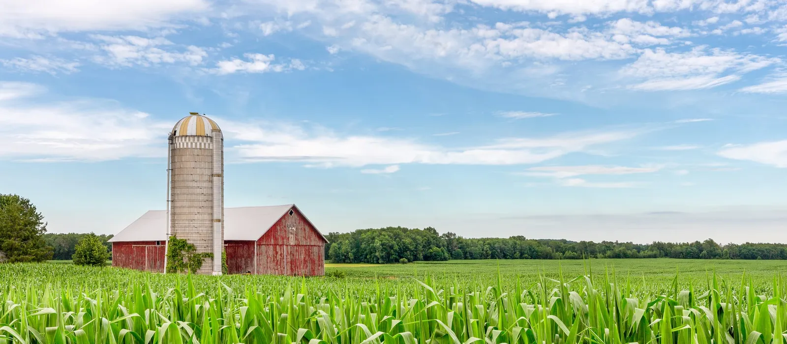 Classic red barn beside a corn field