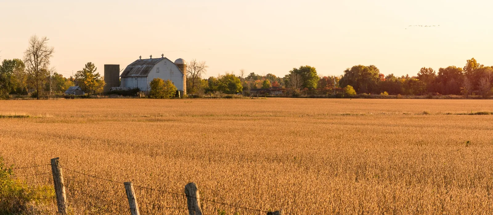 Traditional barn at the edge of a harvested field at sunset